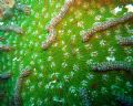   first thing noticed was beatifull texture this green cactus coral. When got home tiny fish lives it. its actuall color no photoshop. coral it photoshop  